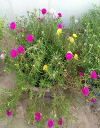 * આપણો સમાજ * 