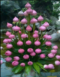 કેવા એ ધરા ના લેખ! 