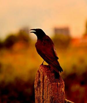 તારું હોવું