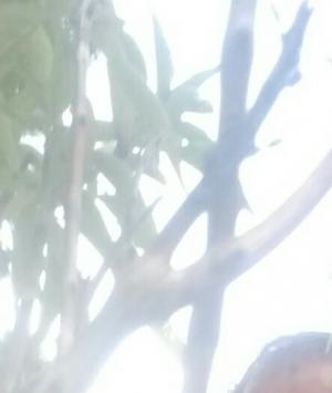 નીકળુ છું