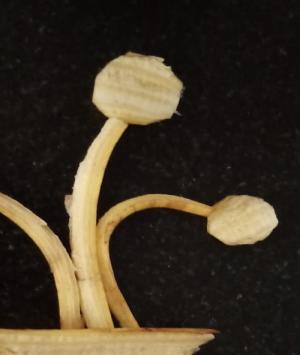 રૂંધાયેલ બી