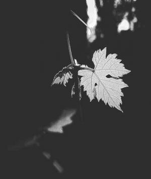 গল্প শিরোনাম 