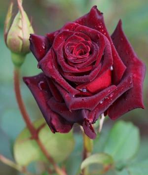 પૂનમનો ચાંદ