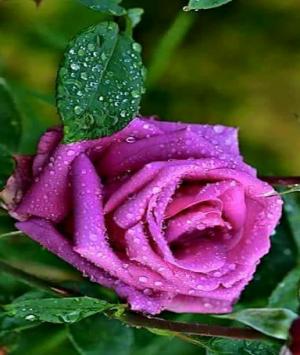 দ্বীপান্তর