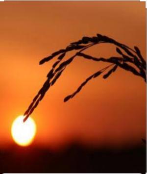 এক হেমন্তরাত্রির কাব্য