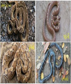 વિચાર વલોણું 