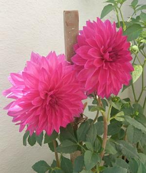 હિતચિંતક