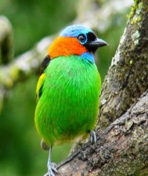 અજનબી પંખીડાં 