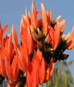 গজগামিনী