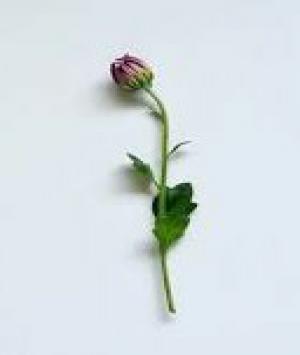 -: અનોખી લાગણીઓ :-