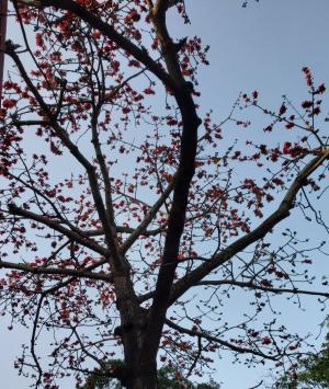 জাতিতে ভারতীয়