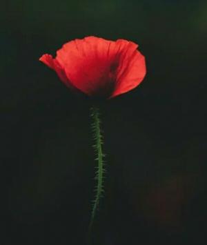 একটি মেয়ের গল্প 