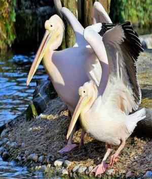 યાદ રાખો