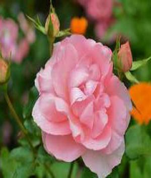 સવાર પડી ગઈ