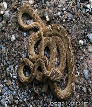 વિચાર વલોણું 