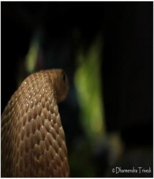 વિચાર વલોણું 