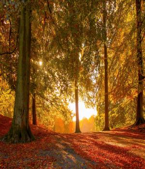 Nothing Gold Can Stay