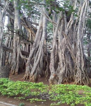 परंपरा आणि संस्कृती -एक विचार_भाग 2