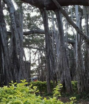 वटपौर्णिमा