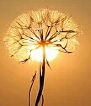 अज्ञनात आनंद