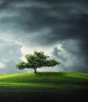 कल्पवृक्ष