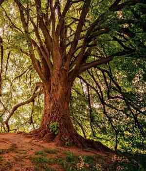 नसते उद्योग