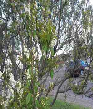 धरती का डोलना 