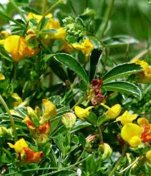 Healthful benefits of Fenugreek vegetable