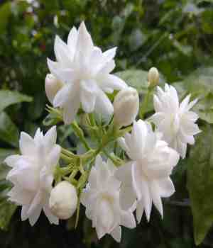 અમે દાખલા દિલના!