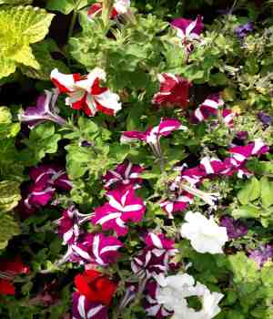 आयुष्य संजीवले (शार्दूलविक्रीडित)