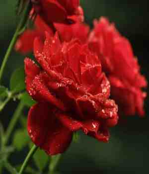 व्हॅलेन्टाइन