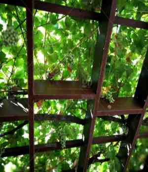 व्हरक्याच्या मांडवाखालचा गारवा