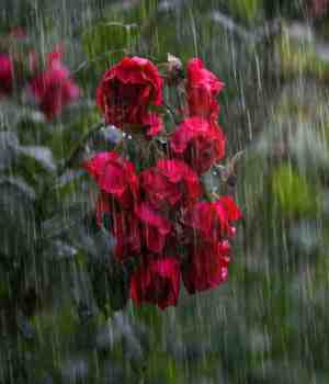 झिम्माड पाऊस