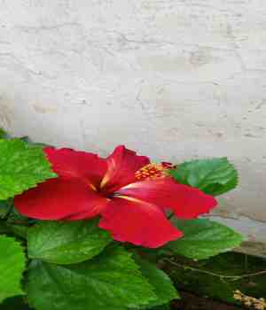 स्वाभिमान