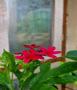 बेटियां