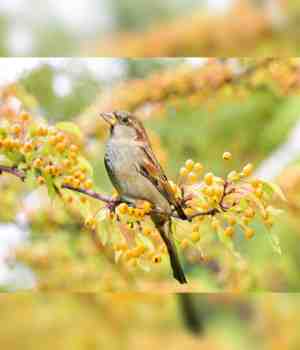 चिऊताई माझी पाहुणी..