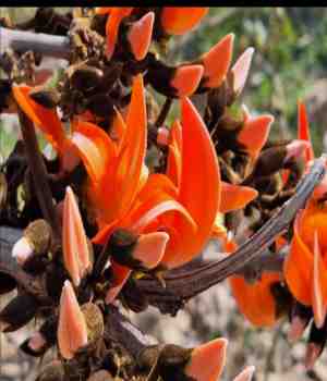 રૂડો માસ વસંત...