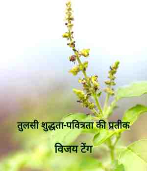 तुलसी।  शुद्धता-- पवित्रता की प्रतीक