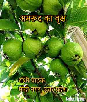अमरूद का वृक्ष