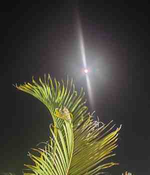 मेरा चाँद