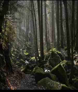 কৃষ্ণ অরণ‍্য