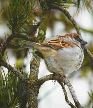 गौरैया दिवस पर...