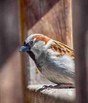 प्यासी गौरैया