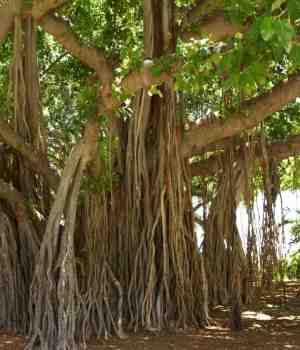 होईन मी पारंबी